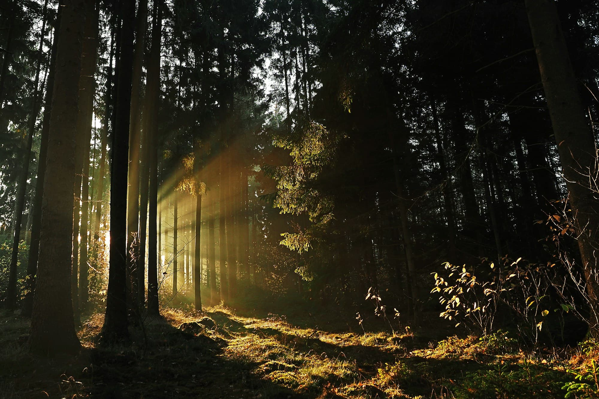 Low sun breaking through the trunks of a forest, shafts of light raking the mossy floor